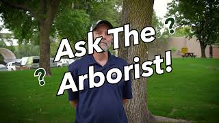 Should You Fill a Cavity in a Tree?