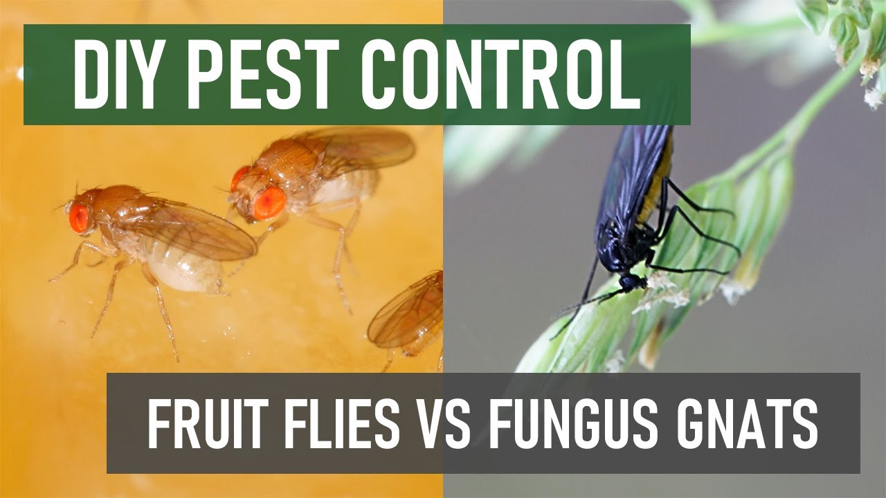 Drain Flies vs Fruit Flies: Drain Fly & Fruit Fly Differences