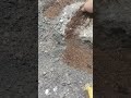 pupuk ampas kopi untuk durian