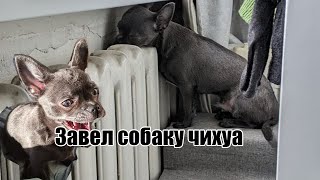 Завел собаку (малеькую)