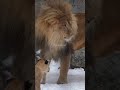 やるせないパパ😂ママが黙ってない🐱⚡️旭山動物園ライオン A male lion scolded by a female lion#shorts #lion #baby