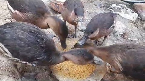 JUAL ANAKAN BURUNG BELIBIS COCOK UNTUK BUDIDAYA DAN PIKATAN ALAM (BELIBIS KEMBANG)