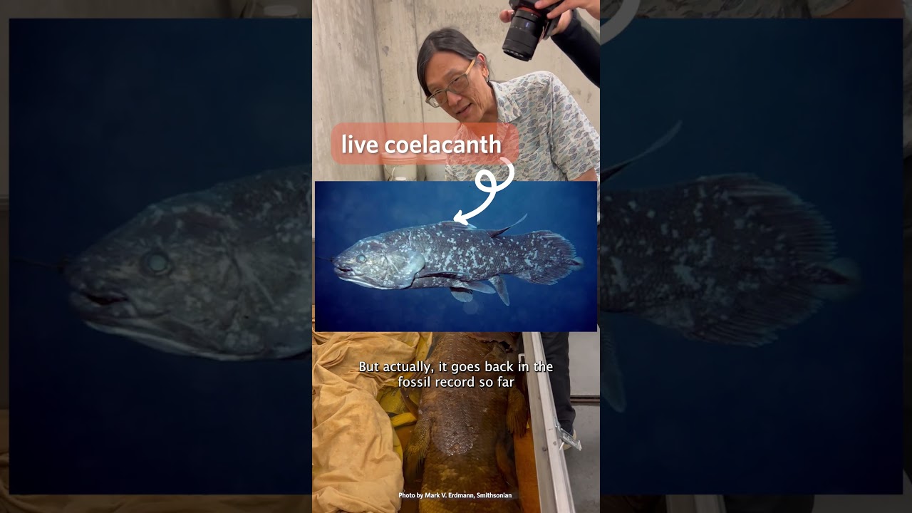 A Look at the Coelacanth in our Ichthyology Collections | California Academy of Sciences