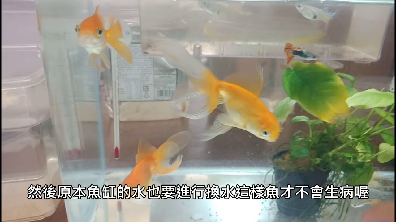 鹽巴王子養魚分享第五彈 金魚繁殖方法 Youtube