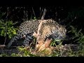Brazil Pantanal & Amazon Wildlife Safari