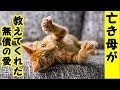 【猫 無償の愛】母がゾンビみたいな子猫を拾ってきた、今まで生きてきて凄く衝撃的だった話・招き猫ちゃんねる