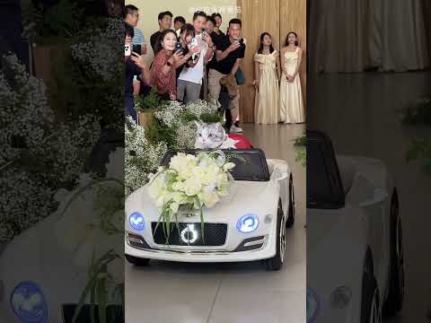 Naughty Cat is Chief Guest😍❤️