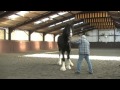 Shire Horse Society International Stallion Inspection