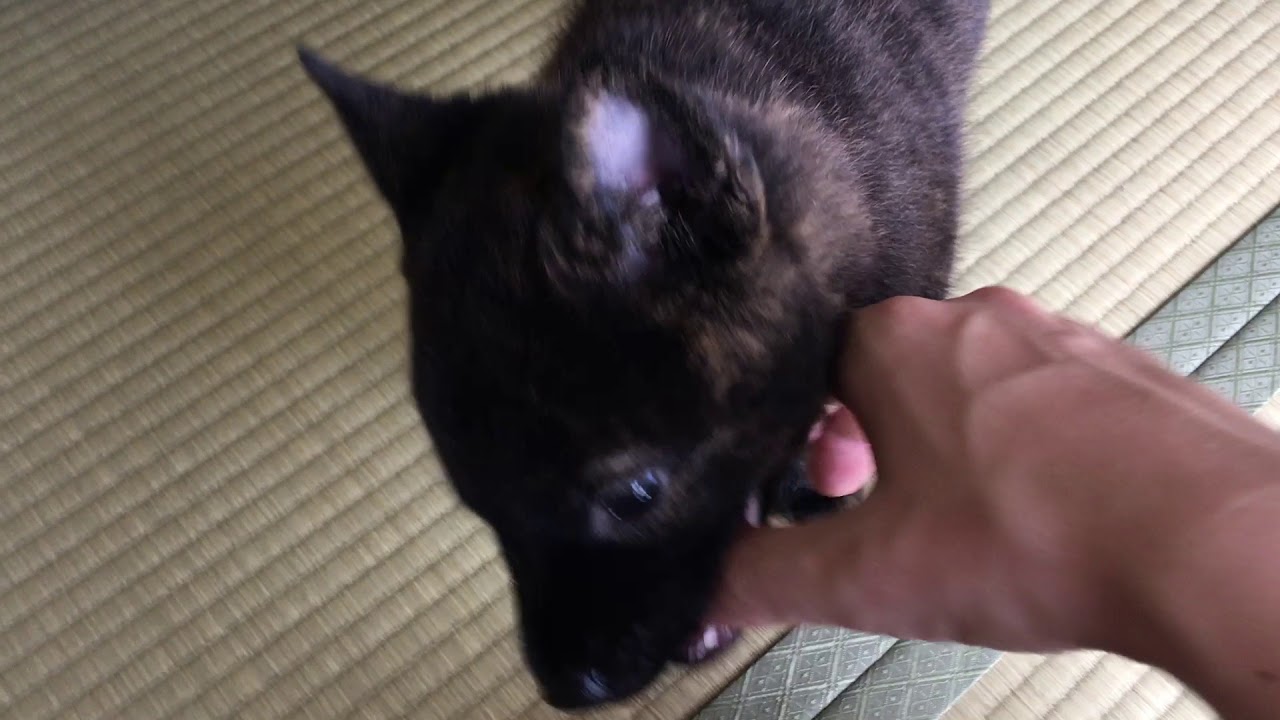 甲斐犬の赤ちゃんu柚子ちゃんの子供 Youtube 甲斐犬の赤ちゃんu柚子ちゃんの子供 Youtube