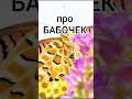 Подборка удивительных фактов о бабочках, которые вас поразят