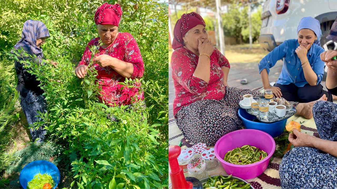 TAZE ACI BİBER HASADI ???? HALAM'IN ACILI ŞİFA DOLU YENİ TARİFİ ???? BU LEZZETE BAYILACAKSINIZ KÖY İŞLERİ