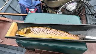 Wild lough Corrib  brown trout fishing