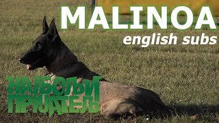 Malinois  Belgian Shepherd