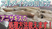 スルメイカのさばき方とアニサキス対策 刺身 肝焼き Youtube スルメイカのさばき方とアニサキス対策 刺身 肝焼き Youtube