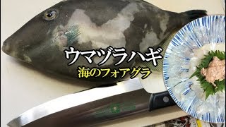 4月がやばい淡路島ウマヅラハギ ナガハゲ を捌いたら凄っと思う中身 刺身薄造りより肝フォアグラよりアレが一番美味かった Youtube