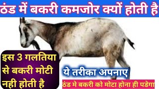 ठंड मे बकरी को मोटा करने का तरीका | Thand me bakri ko mota kaise kare | Bakri ko mota kaise kare