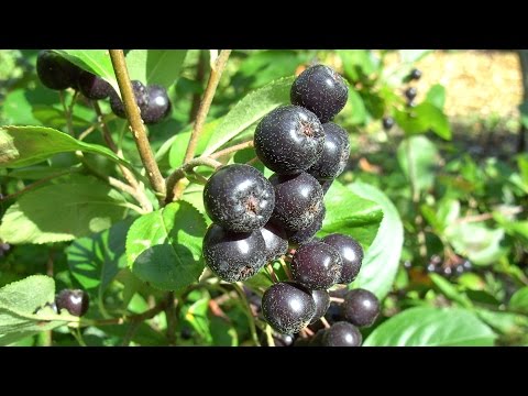 Aronia im eigenen Garten anbauen und vermehren