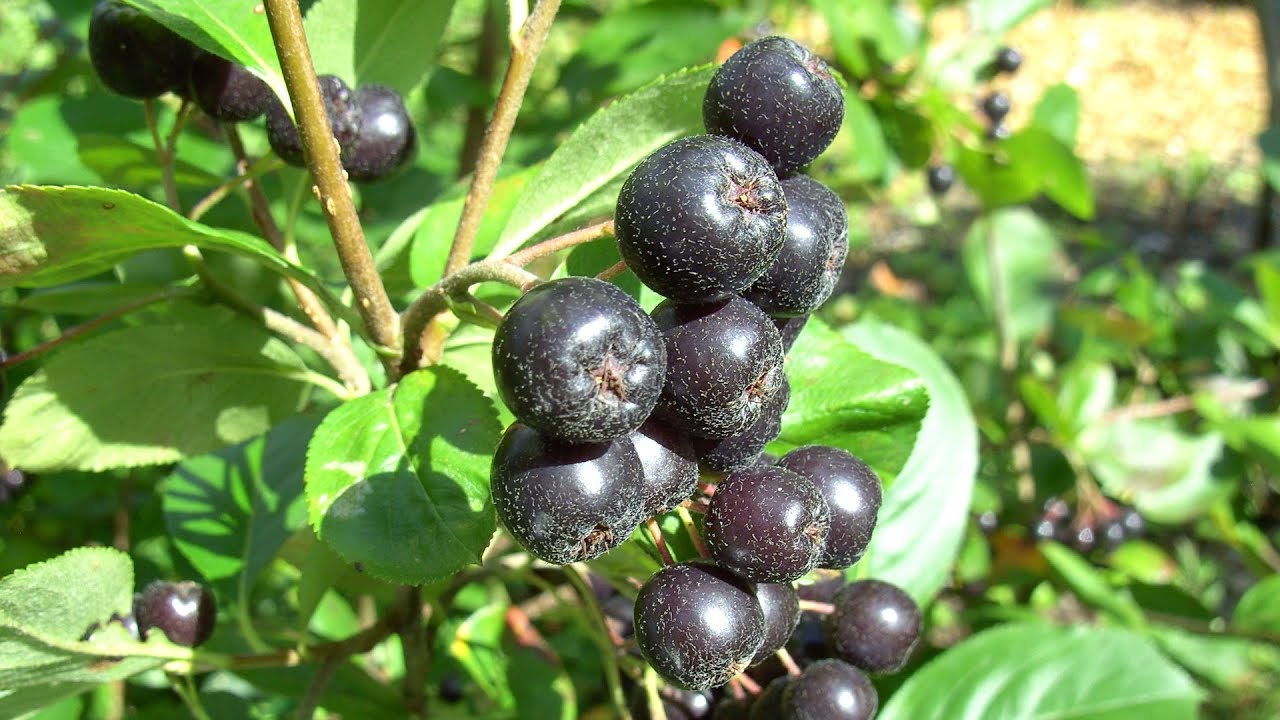 Aronia im eigenen Garten anbauen und vermehren YouTube