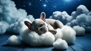 ♪♫ 1-Hour Lullaby with a Frenchie in Clouds ♪♫ #016 | Baby Sleep Intelligence Training