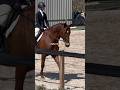 Hes so pretty😍 #horse #horseriding #equestrian #riding #jumping