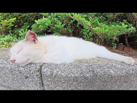 Amidst the chirping of cicadas, a cat with a distinctive face