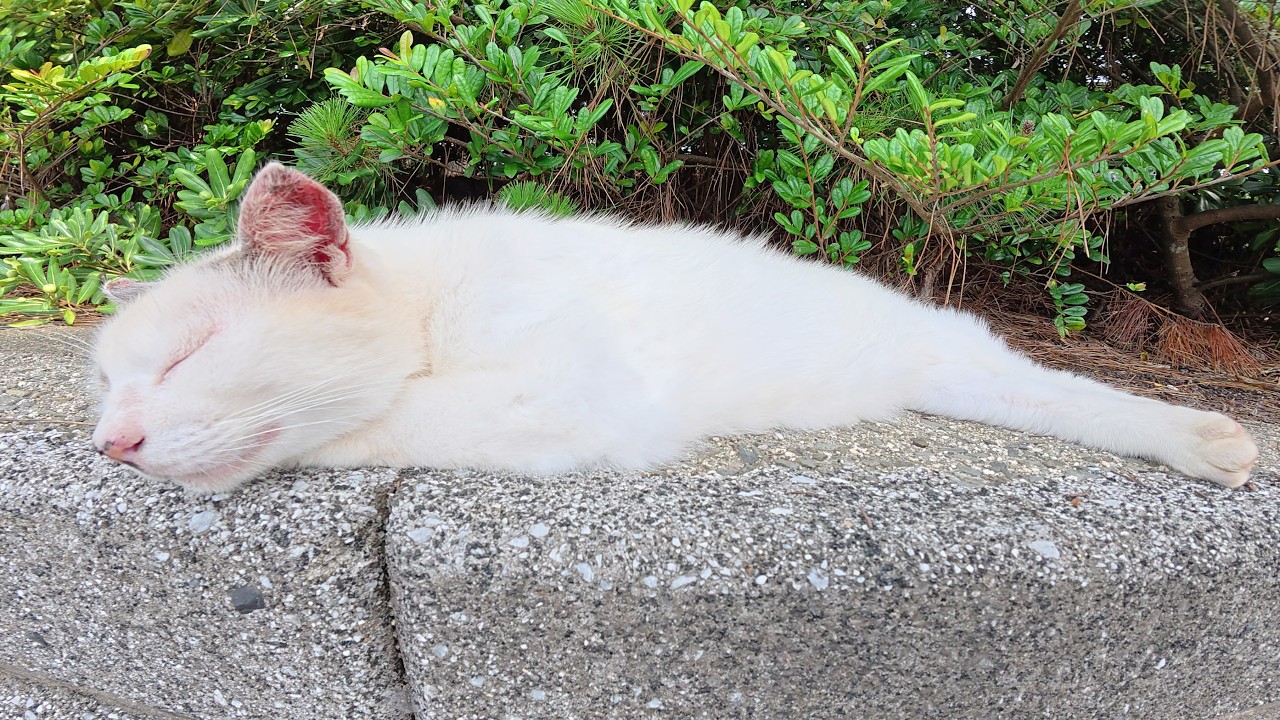 Amidst the chirping of cicadas, a cat with a distinctive face