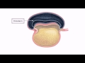 General embryology  detailed animation on embryonic folding