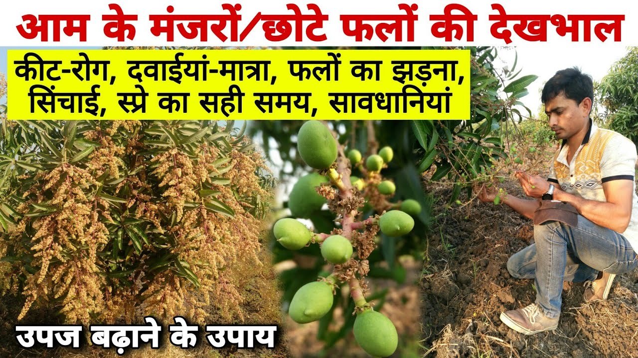 आम के फूल एवं छोटे फलों की देखभाल | फलों का गिरना रोके| MANGO Flower & Fruit Dropping and management