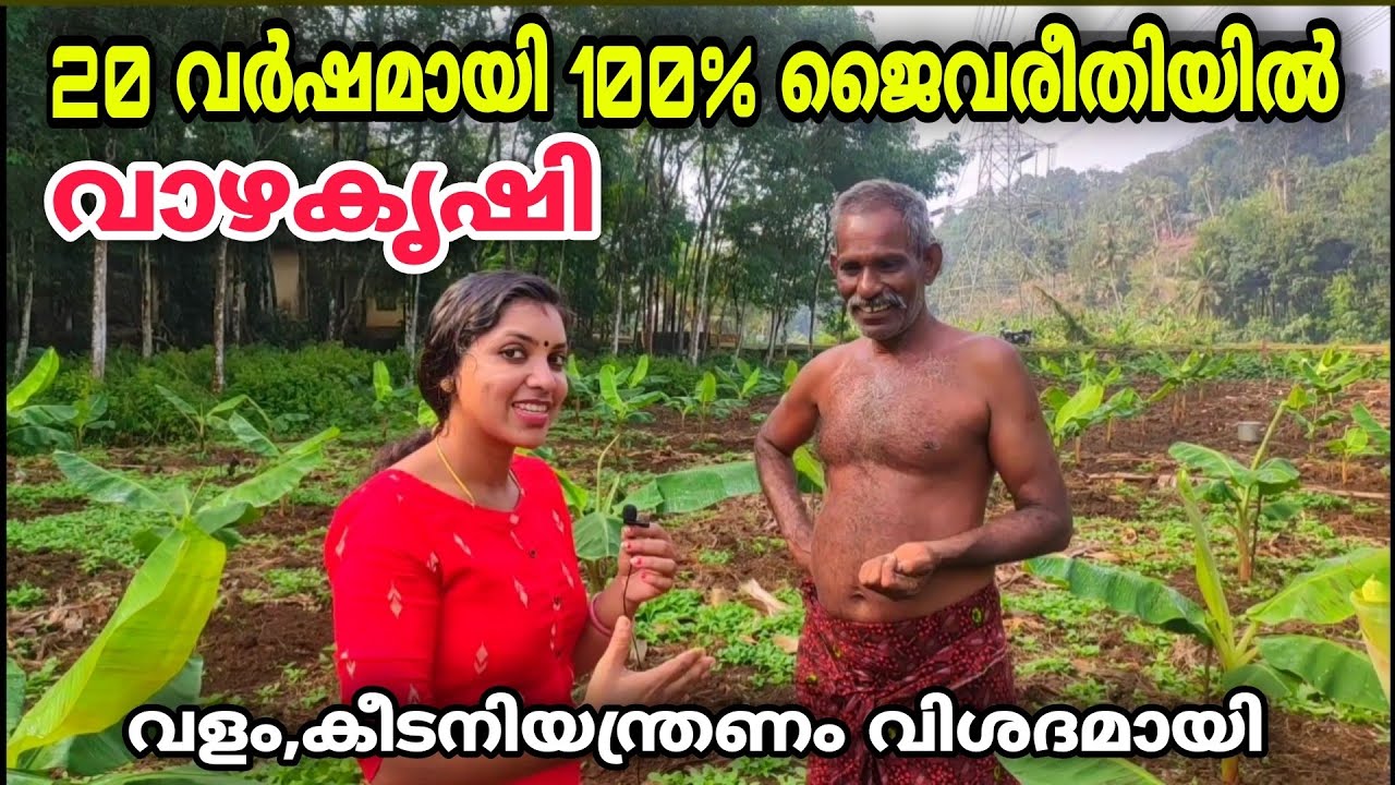 ജൈവ വാഴകൃഷി 20 വർഷമായി ചെയ്യുന്ന കർഷകൻ| വളം,കീടനിയന്ത്രണം അറിയേണ്ടതെല്ലാം | Organic banana farming|