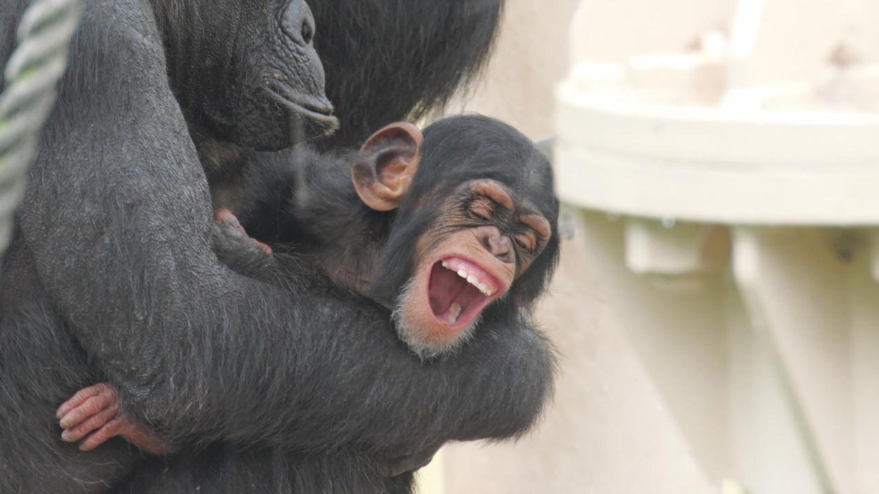 Charlie, everyone's grandpa Higashiyama Zoo, Chimpanzee, 202604