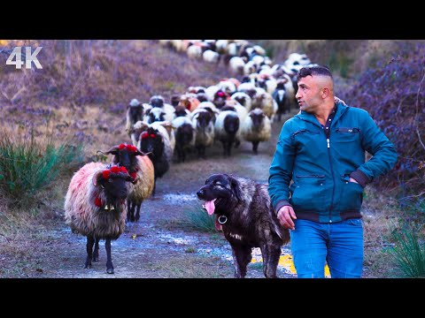 Çoban Adem'in Sürüsü- Köye Adanmış Hayat| Belgesel-4K