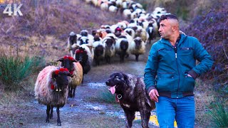 Shepherd Adam's Flock - Life Dedicated to the Village| Documentary-4K
