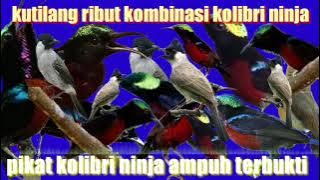 suara kutilang ribut kombinasi Kolibri ninja(konin) pikat Kolibri ninja ampuh durasi panjang 1 jam