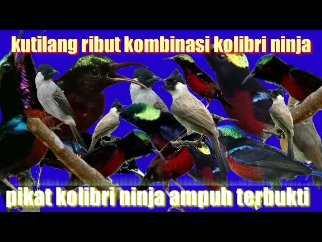 suara kutilang ribut kombinasi Kolibri ninja(konin) pikat Kolibri ninja ampuh durasi panjang 1 jam class=