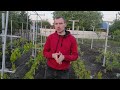 Боремся с виноградным клещем (зудень)
