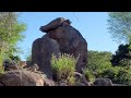 MUST SEE! - Lions Roaring At Animal Kingdom - 4k - Walt Disney World