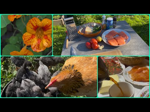 Что случилось с помидорами / первая прогулка цыплят #обзор #chicken #яйца #цыплята #short #жизнь