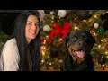 Rottweiler Christmas