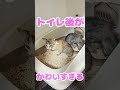 トイレをした後ちゃんと報告してくる子猫がかわいい#shorts