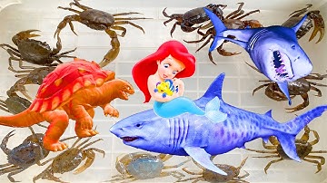 Kem Ốc Chanel kéo lưới bắt cá mập baby shark, con rùa khổng lồ, cứu nàng tiên cá rồi thả về biển lớn