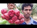 Backyard Farm Fresh Water Apples Cutting And Eating In My Village |  Rose Apples |  Bell Fruit