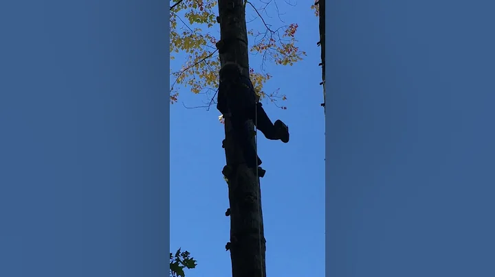 climbing forest