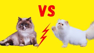 Perser Katze vs. Ragdoll - Unterschiede und Gemeinsamkeiten by Katzen&Co. 1,602 views 2 years ago 7 minutes, 54 seconds