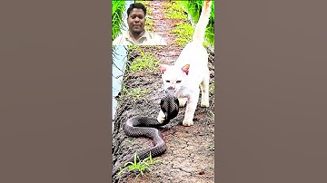 cat😁🐈#funny #fun #catshorts #cat #cartoon #snake  #snakerescue #snakevideo #shorts #short #snake