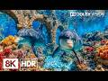 Amazing Underwater Creatures in 8K HDR | Dolby Vision™
