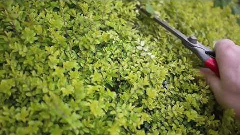 Tobisho Topiary Clippers