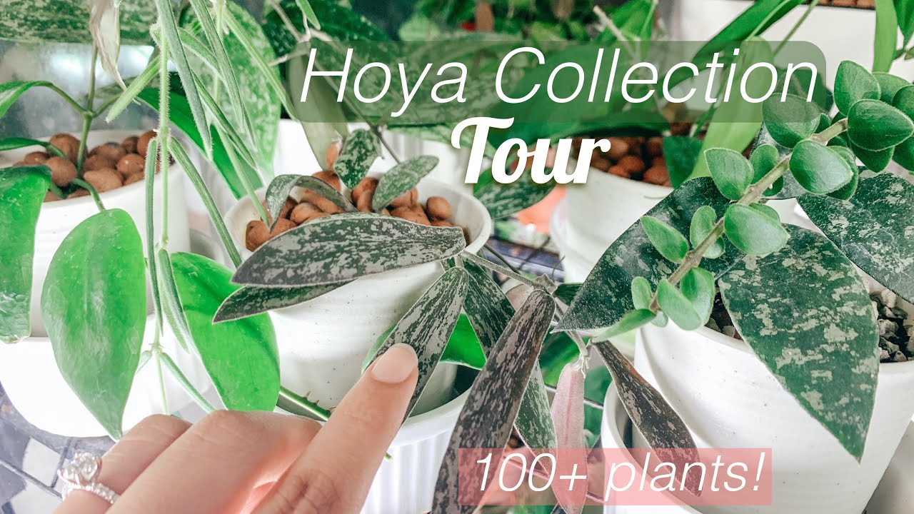Hoya Collection Tour! | 100+ Hoyas