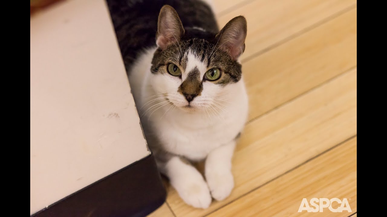 cute cats for sale ASPCA Pet of the Week: Seven