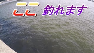 え？こんな所でもチヌが釣れるの？【ヘチ釣り応用テクニック】