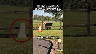 うしさんとわんちゃんぬいぐるみで友情タイム